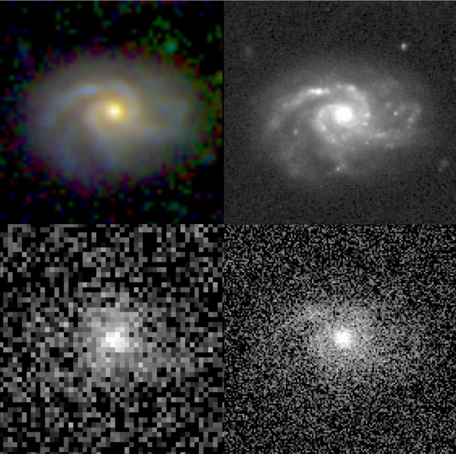 Figure 3 : Image couleur Euclid d’une galaxie spirale (en haut à gauche), obtenue par combinaison des lumières optique et infrarouge des instruments VIS et NISP, à la résolution angulaire de NISP de 0,3 seconde d’arc par pixel. La lumière émise par le disque, qui abrite les bras spiraux, est nettement plus bleue que le bulbe central, apparaissant en jaune, un phénomène observé dans des milliers d’autres galaxies de ce champ présentant des bulbes de faible à moyenne intensité. De plus, le rougissement du disque galactique vers le centre et autour du bulbe est visible par comparaison avec les parties externes encore plus bleues du disque et des bras spiraux. Des régions bleues brillantes, témoins d’une intense formation d’étoiles, sont également visibles le long des bras spiraux. L’image en haut à droite est l’image optique VIS seule, avec sa résolution trois fois plus fine de 0,1 seconde d’arc par pixel, révélant avec plus de détails la structure des bras spiraux et leurs régions d'intense formation d’étoiles (apparaissant sous forme de points blancs), invisibles avec NISP. Les images du bas montrent la même galaxie telle qu'elle serait observée dans la bande NISP la plus rouge (en bas à gauche) et en visible (en bas à droite), mais depuis un télescope terrestre avec un flou atmosphérique minimal de 0,6 seconde d'arc. Les périphéries de la galaxie et les détails des bras spiraux ne sont visibles ni en infrarouge ni en optique, en raison du fort bruit généré par la luminosité du ciel nocturne dû à l'atmosphère terrestre, un phénomène qui affecte toutes les images astronomiques prises depuis des télescopes terrestres. Les mêmes détails que sur l'image d'Euclid en haut à gauche pourraient être observés depuis le sol (avec des temps d'observation similaires) à l'aide d'un télescope doté d'un miroir de 30 à 50 mètres de diamètre (contre 1,2 mètre pour Euclid).
